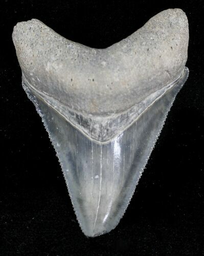 Serrated Bone Valley Megalodon Tooth #21582